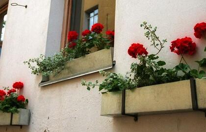 Augalų galia. Kam kvepia pelargonijos