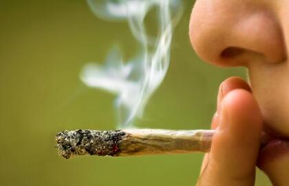 Klaipėdos mokyklose - marihuanos pėdsakai