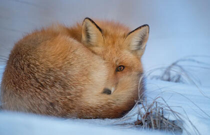 Orai: kitą savaitę sugrįš žiemos šalčiai