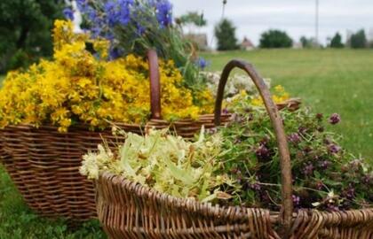 Į laukus vaistažolių