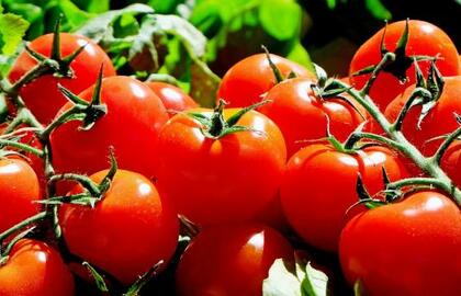 Pomidorai – aukso obuoliai, kuriuos atrado actekai
