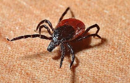 Šiemet Lietuvoje erkiniu encefalitu jau užsikrėtė trys asmenys