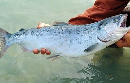 Sugautą lašišą ar šlakį nuo spalio 1-osios privaloma paleisti