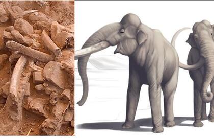 Paleontologo kieme aptiktas radinys