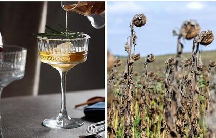 Mokslininkai rado maisto krizės sprendimą