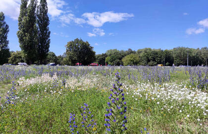 PAVYZDYS. Klaipėdos universitetas šią vasarą savo teritorijoje nepjovė žolės ir per porą mėnesių užaugo graži žydinti pieva. KU nuotr.