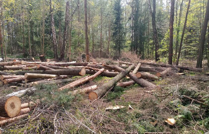 Nepasitenkinimas miškų politika Lietuvoje pasiekė neregėtą lygį: gyventojai skundžiasi dėl šalia gyvenviečių kertamų medynų