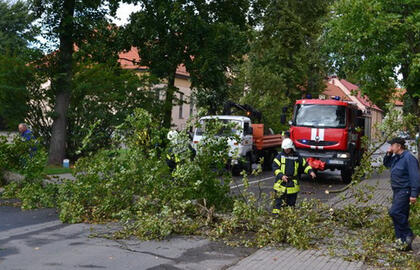 nuvirtę medžiai
