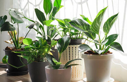 Ką daryti, jei kambariniuose augaluose veisiasi musytės: veiksmingi patarimai