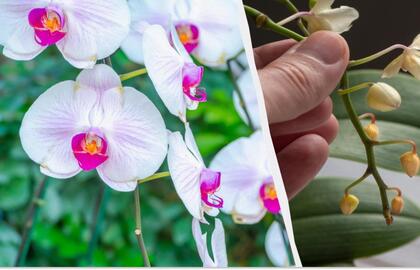 Orchidėjos