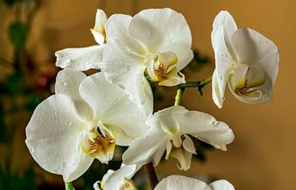 Orchideja