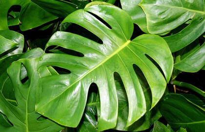 monstera