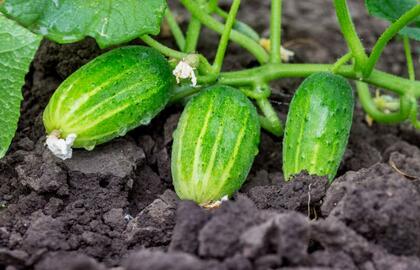 paprastas receptas geriausiam agurkų tręšimui