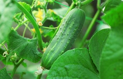 Tikslios agurkų sėjos datos: daržininkas atskleidė gausaus derliaus paslaptį