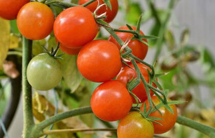 pomidorai