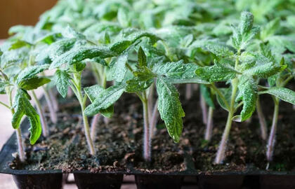 Paskutinė galimybė daigams 2026