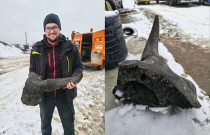 Stepinio stumbro kaukolės fragmentas