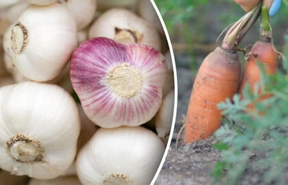 Ką sodinti šalia česnakų: geriausi kaimynai gausiam ir sveikam derliui užauginti