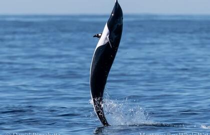 Delfinas naudoja uodegą, kad išlaikytų vertikalią padėtį