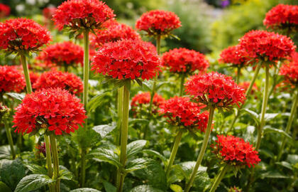 Graži kaip pilnavidurė rožė, ištverminga kaip piktžolė