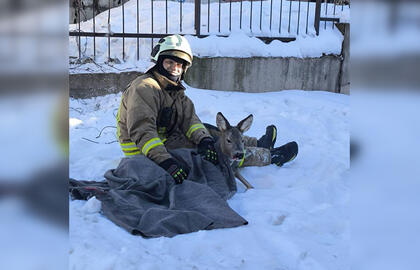 Ugniagesys gelbėtojas su išgelbėta stirna