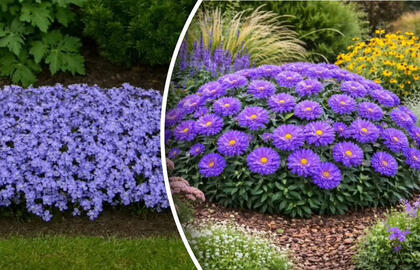 Kaip užauginti gėles ten, kur niekas neauga