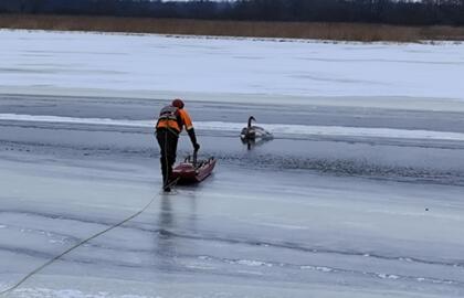 Gulbės gelbėjimo operacija