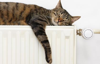 Katinas, radiatorius, šildymas