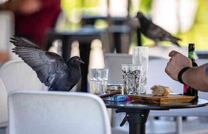 Lauko kavinė, balandis