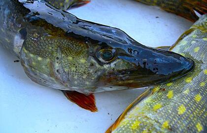 Nuo vasario 1 d. įsigalioja draudimas žvejoti lydekas Lietuvoje