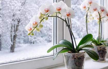 Vasarį orchidėjai būtina: floristų paslaptis, kuri „pažadina“ augalą