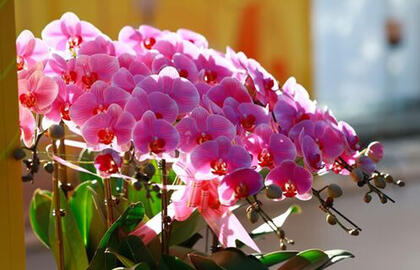 pradės krauti pumpurą po pumpuro net ir žiemą