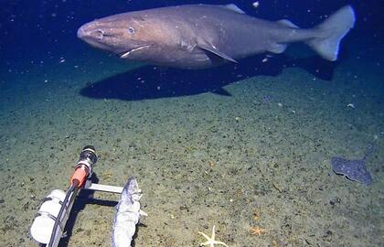 Vaizdo kamera užfiksavo didžiulį poliarinį ryklį