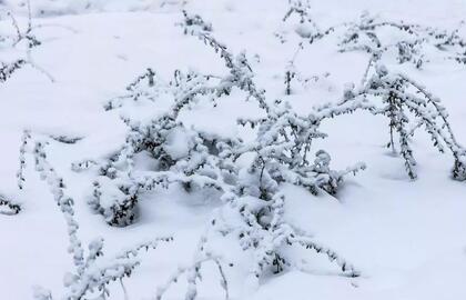 Šių metų žiema šalčiausia per kelis dešimtmečius