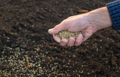 Išbarstykite tai anksti pavasarį ir rudenį džiaugsitės gausiu daržovių derliumi