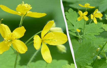 Ugniažolė darže – ne tik piktžolė: kaip atpažinti dirvos problemas ir jas spręsti?