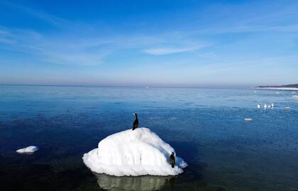 Žiema Karklė Jūra