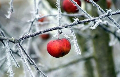 Šaltis kenkia vaismedžiams ir sodams: ką galima padaryti?