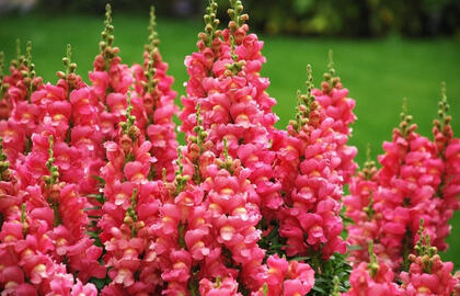 6 augalų rūšys, kurias būtina pasėti vasarį gausiam pavasario derliui