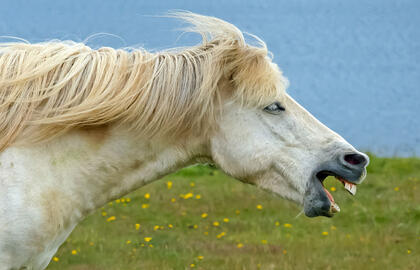 Arklio žvengimo paslaptis