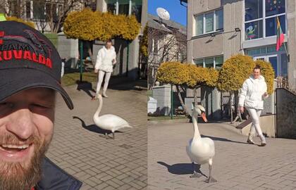 Aurimas ir Sonata Mockai, gulbė