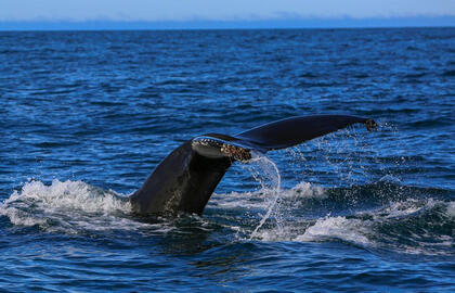 Vandenyno vaiduoklis