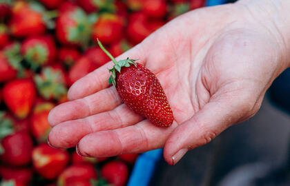 Braškės kovo mėnesį laukia tik šito