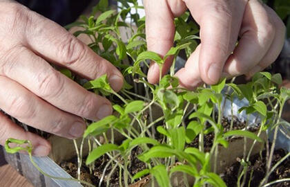 Namų gamybos trąšos gausiam derliui