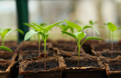 Kada sėti paprikas daigams 2026 metų kovą