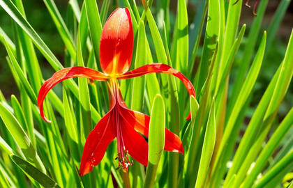Gašioklė – actekų lelija: kaip užauginti egzotišką gražuolę savo sode