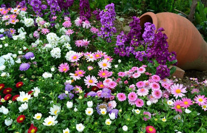 12 augalų, kurie auga greičiau už piktžoles