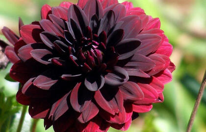 Sodo perlas: mistiška spalva ir pilnaviduriai žiedai jūsų sodo puošybai