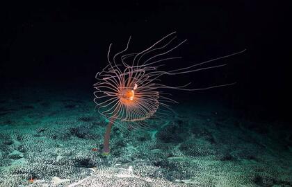 Kadras iš filmo „Iš gelmių“