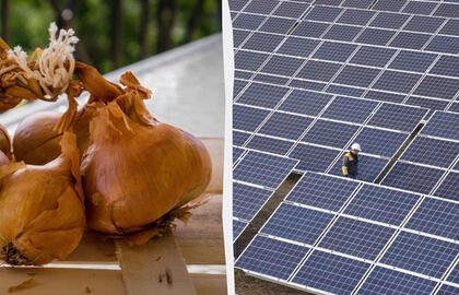 Svogūnų lukštai gali apsaugoti saulės paneles